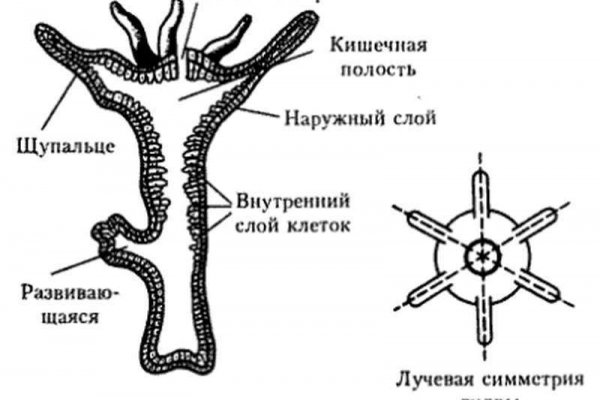 Ссылка на кракен tor