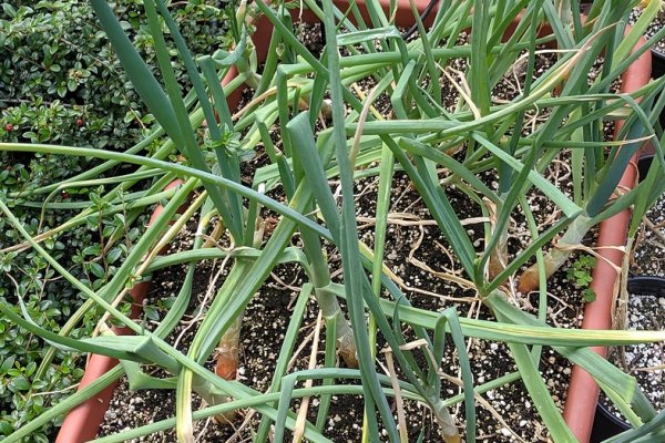 Проверенные зеркала крамп onion top